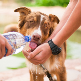 quanta acqua beve il cane